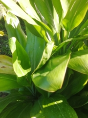 Aspidistra elatior