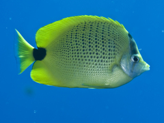 Chaetodon miliaris