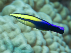 Labroides phthirophagus