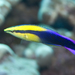Hawaiian Cleaner Wrasse - Photo (c) Philip Thomas, some rights reserved (CC BY-NC), uploaded by Philip Thomas