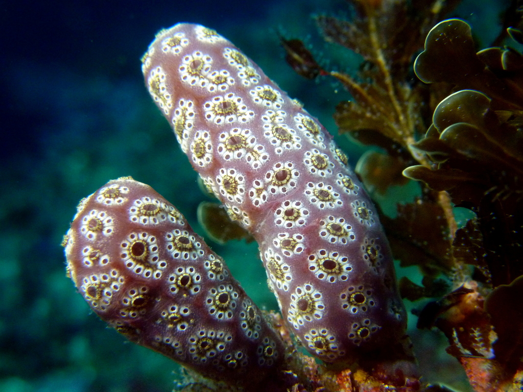 Ascidian