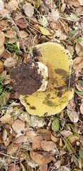 Butyriboletus persolidus