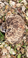 Butyriboletus persolidus