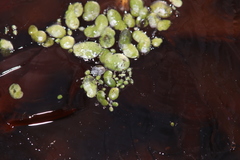 Wolffia brasiliensis