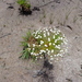 Actinocephalus ramosus - Photo (c) Marcio Santos Ferreira, some rights reserved (CC BY-NC), uploaded by Marcio Santos Ferreira