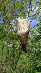 Eriogaster lanestris