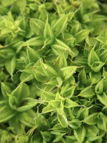 Syntrichia papillosa