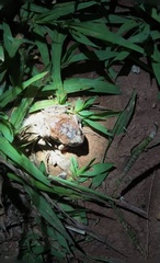 Physalaemus nattereri