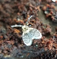 Lepiseodina conspicua