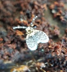 Lepiseodina conspicua