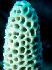 Holopsamma laminaefavosa