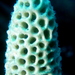 Cream Honeycomb Sponge - Photo (c) Kai Squires, some rights reserved (CC BY), uploaded by Kai Squires