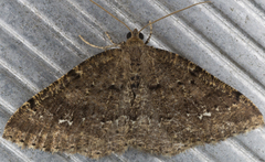 Homochlodes disconventa