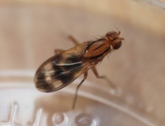 Apiochaeta philippii