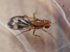 Apiochaeta philippii