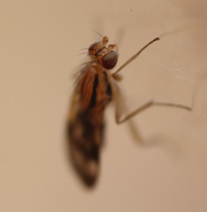 Apiochaeta philippii