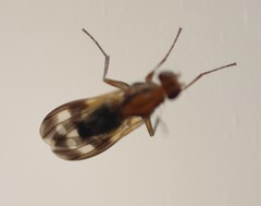 Apiochaeta philippii