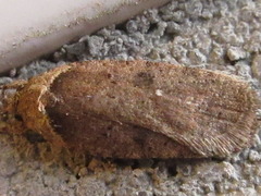 Agonopterix multiplicella