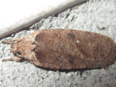 Agonopterix multiplicella