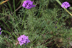 Glandularia aristigera