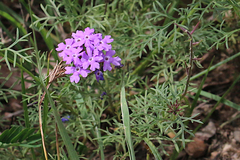 Glandularia aristigera