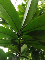 Diospyros blancoi