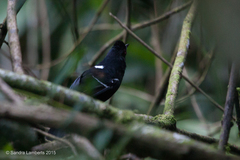 Pyriglena leucoptera