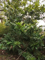 Diospyros blancoi