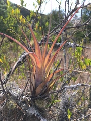 Tillandsia makoyana