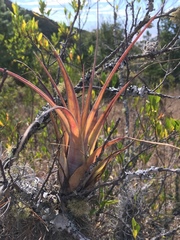 Tillandsia makoyana