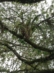 Tillandsia flexuosa image