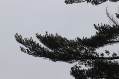 Pinus strobus