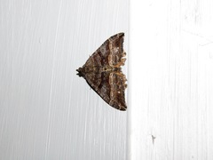 Hydriomena deltoidata