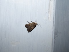 Proteuxoa tetronycha