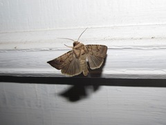 Proteuxoa tetronycha