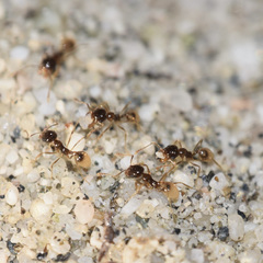 Pheidole barbata