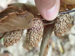 Betula alleghaniensis