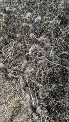 Phacelia ramosissima austrolitoralis