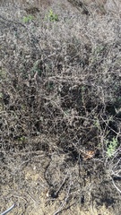 Phacelia ramosissima austrolitoralis