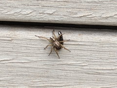 Artoriopsis
