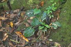 Geophila