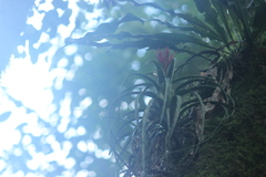 Aechmea recurvata