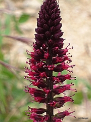 Lysimachia atropurpurea