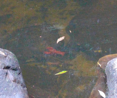 Euastacus australasiensis