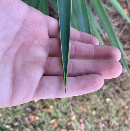 Yucca aloifolia image