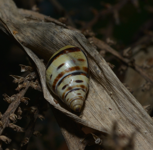 Rhachistia observed 2020-11-15