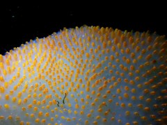 Polycitor giganteus