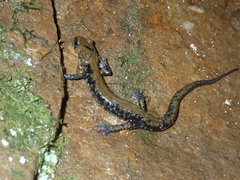 Plethodon petraeus