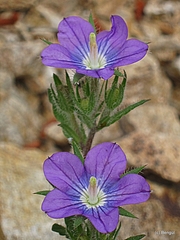 Legousia