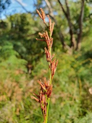 Schoenus brevifolius